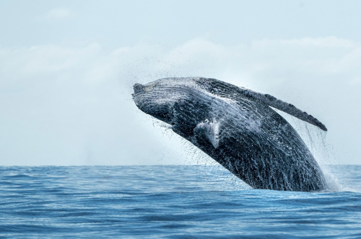 La Ventana Ocean Safari